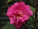 12 Tess of the D'Urbervilles OP rose photo