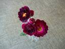 Sweet Thomas rose photo