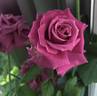 Spellcaster rose photo