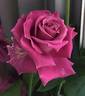Spellcaster rose photo
