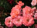 Château de Filain rose photo