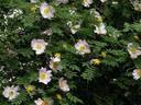 <i>Rosa roxburghii</i> f. <I>normalis</i> Rehder rose photo