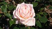Elizabeth Fankhauser rose photo