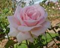 Ruyton rose photo