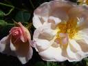 Comtesse André d'Oultremont rose photo