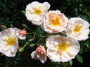 Comtesse André d'Oultremont rose photo