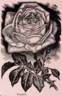 Virginia (tea, Dingee rose photo