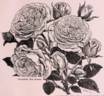 Coquette des Alpes rose photo