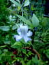 <i>C. crispa</i> L. clematis photo