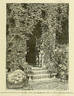 C. montana clematis photo