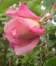 Climbing Maman Cochet rose photo
