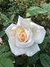 Denali rose photo