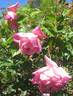 Climbing Maman Cochet rose photo