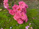 Cera rose photo