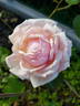 Madame Wagram, Comtesse de Turenne rose photo
