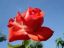 Cap Horn rose photo