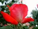 Cap Horn rose photo