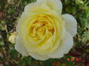 Golden Silk rose photo
