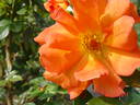 Hallé rose photo