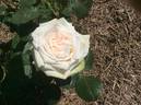 Coeur de Neige rose photo