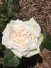 Coeur de Neige rose photo