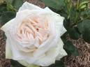 Coeur de Neige rose photo