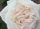 Coeur de Neige rose photo