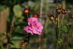 Vivid rose photo
