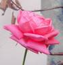 Spartan rose photo