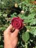 Smoky rose photo
