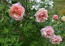 Indian Summer rose photo
