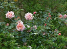 Indian Summer rose photo