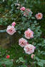Indian Summer rose photo