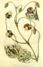 <i>C. smilacifolia</i> Wall. clematis photo