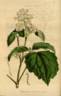<i>C. tubulosa</i> Turcz. synonym clematis photo