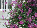 Pink Mink clematis photo