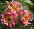 Citrus Burst ™ rose photo