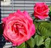 City of Benalla rose photo