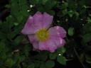 <i>Rosa roxburghii</i> f. <I>normalis</i> Rehder rose photo