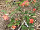 Poulsen's Copper rose photo