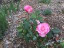 Madam President rose photo