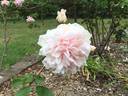 Lady Edgeworth David rose photo