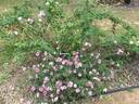 Irish Rich Marbled rose photo