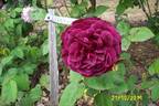Glastonbury rose photo