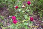 Glastonbury rose photo