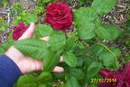 Glastonbury rose photo