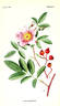 R. palustris rose photo