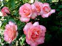 The Fisherman's Cot rose photo