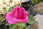 Pink Rosanna Kordana rose photo