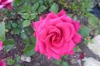 Pink Rosanna Kordana rose photo